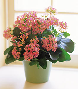 Kalanchoe blossfeldiana